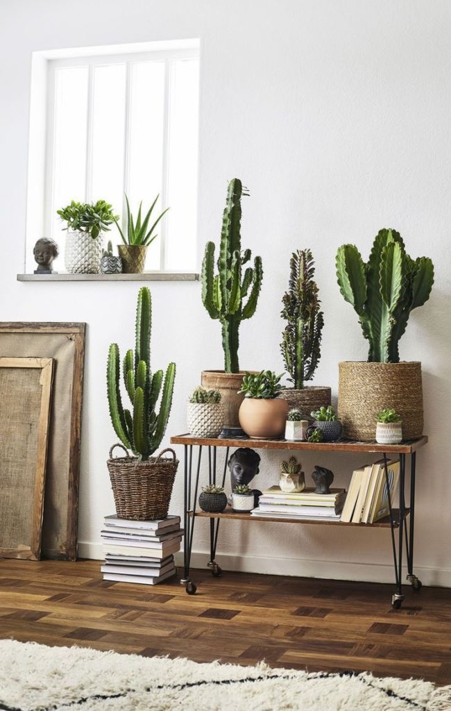 Simple Home Store - Кімнатні рослини в інтер'єрі: як вибрати квіти та горщики